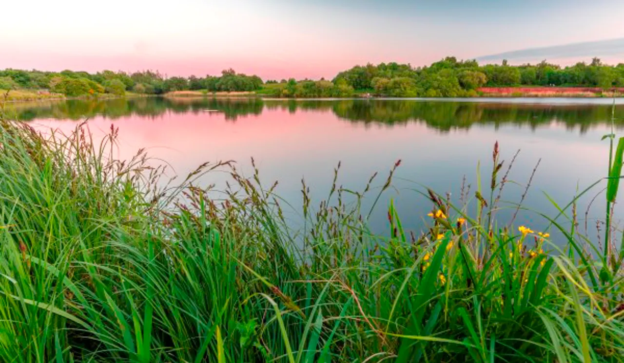 Calm lake at dusk surrounded by reeds, wetland vegetation and tree-lined banks under a pink and grey sky.