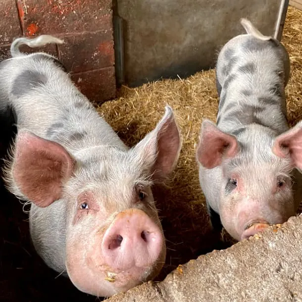 Two pigs looking up at the camera in a straw-bedded pen.