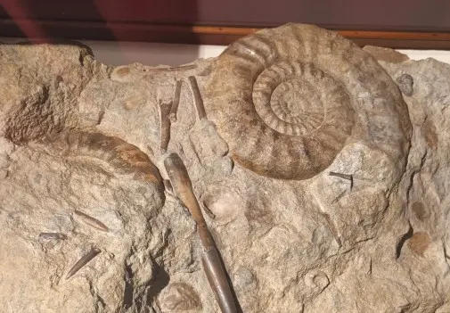 Fossil ammonites and belemnites embedded in stone display specimen.