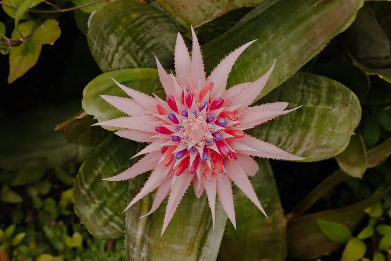 Pink spiky flower with red and purple stamens blooming amongst green succulent foliage.