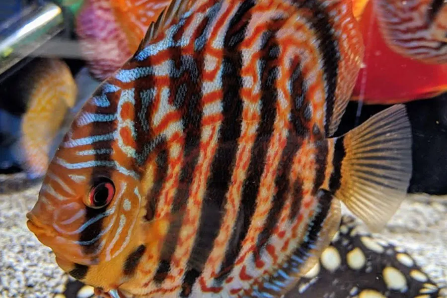 Colourful tropical fish with orange and black striped markings swimming in an aquarium.