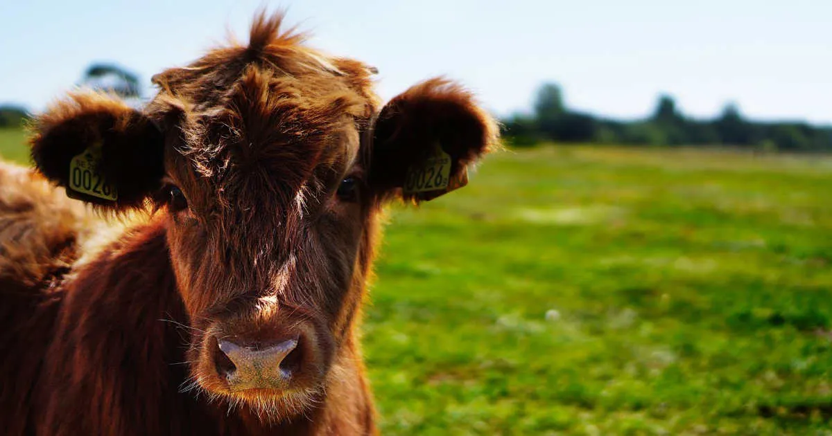 Brown cow with ear tags looking at camera in a green pasture.
