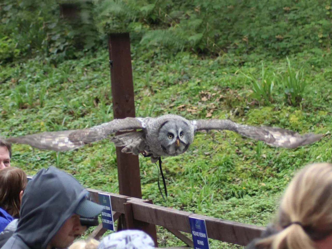 A grey owl in flight with wings outstretched, performing above visitors at a barrier.