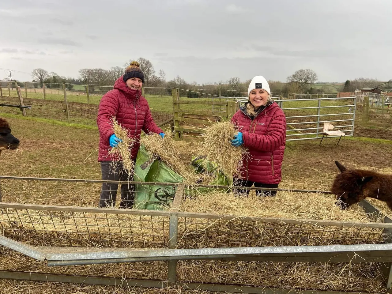 Two people in red jackets and winter hats feeding hay to farm animals in a rural paddock with wooden fencing.