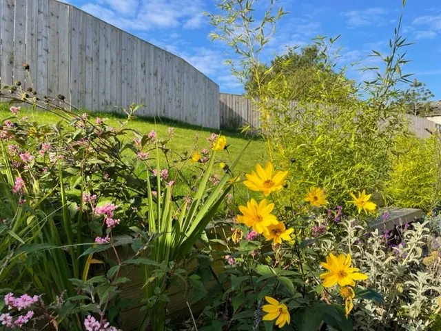 Garden bed with yellow and pink flowers and green plants beside wooden fencing under blue sky.