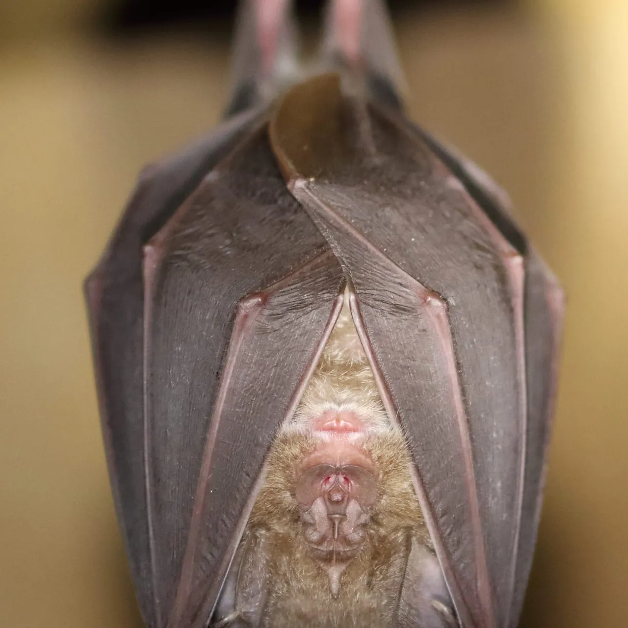 Close-up of a bat hanging upside down with wings folded around its body.