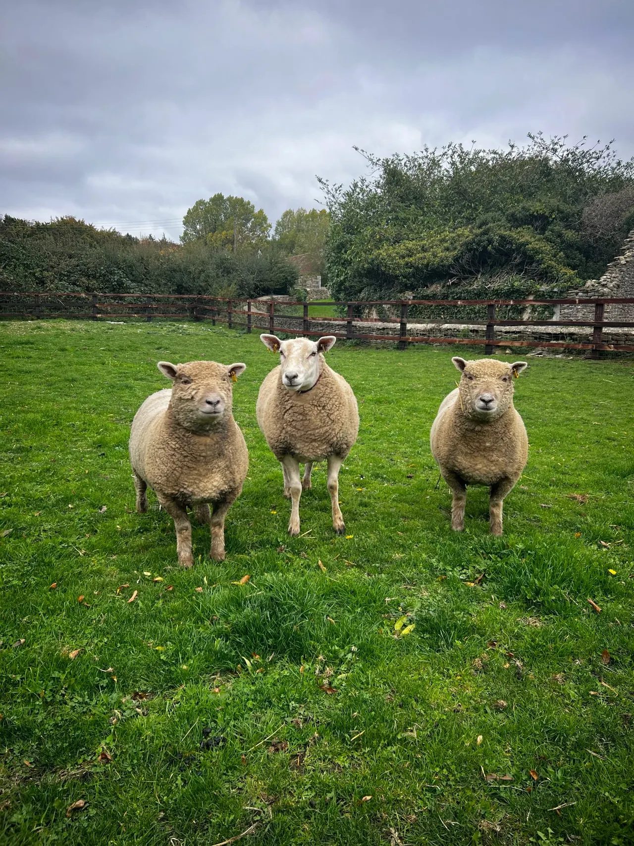 Three sheep standing in a grassy field with wooden fencing and trees behind.