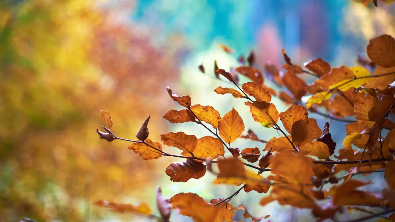 Autumn foliage with golden and brown leaves on branches against a blurred colourful sky background.
