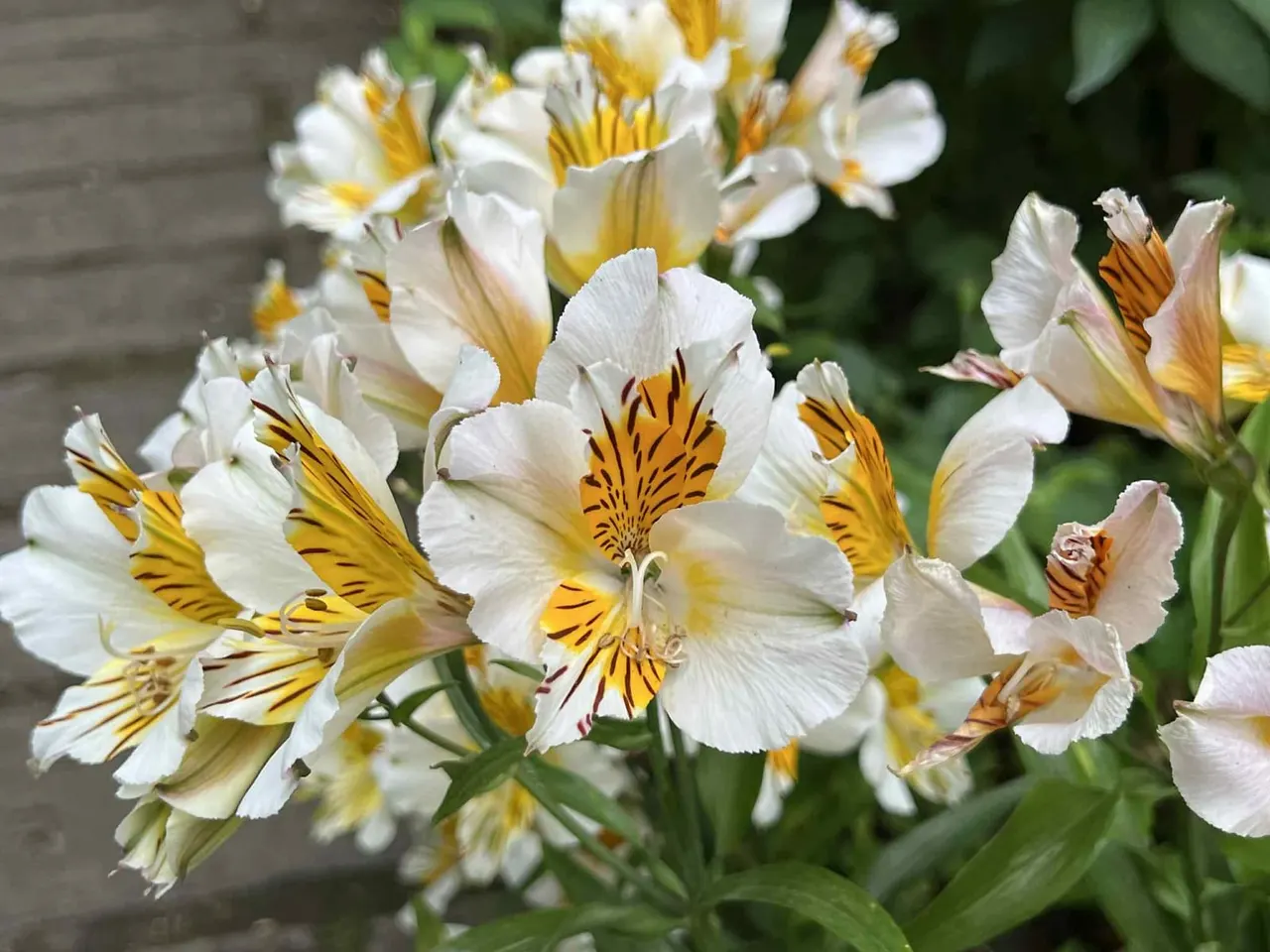 Close-up of white and yellow striped alstroemeria flowers in bloom with green foliage.