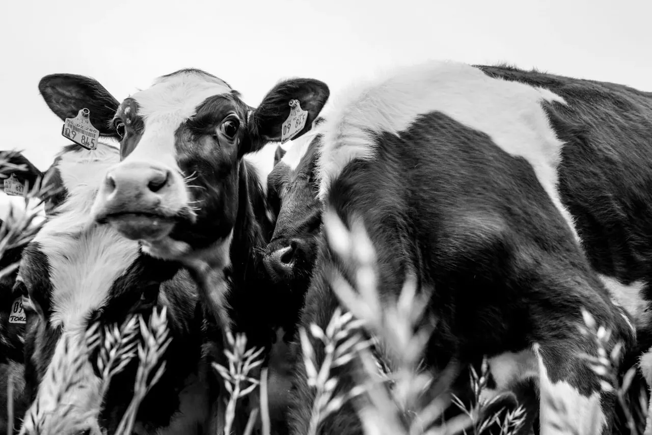 Black and white photograph of dairy cows with ID tags grazing among tall grasses in a pasture.