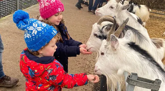 Two young children in winter hats feeding white goats in a farm enclosure.