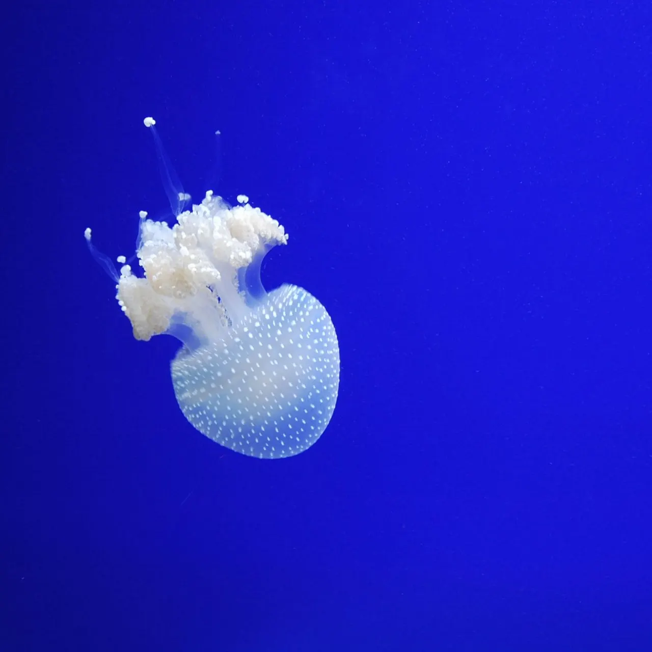 A translucent white jellyfish with trailing tentacles swimming in deep blue water.