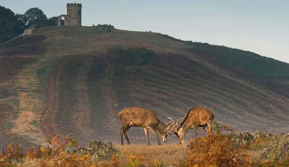 Bradgate Park carriageway and trees