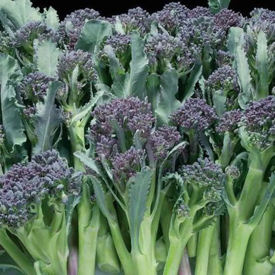 Close-up of purple sprouting broccoli plants with florets and green stems.