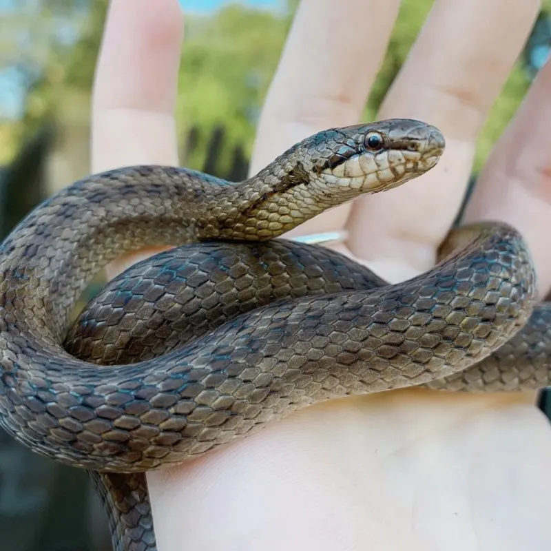 Small snake being held in a person's open hands outdoors.