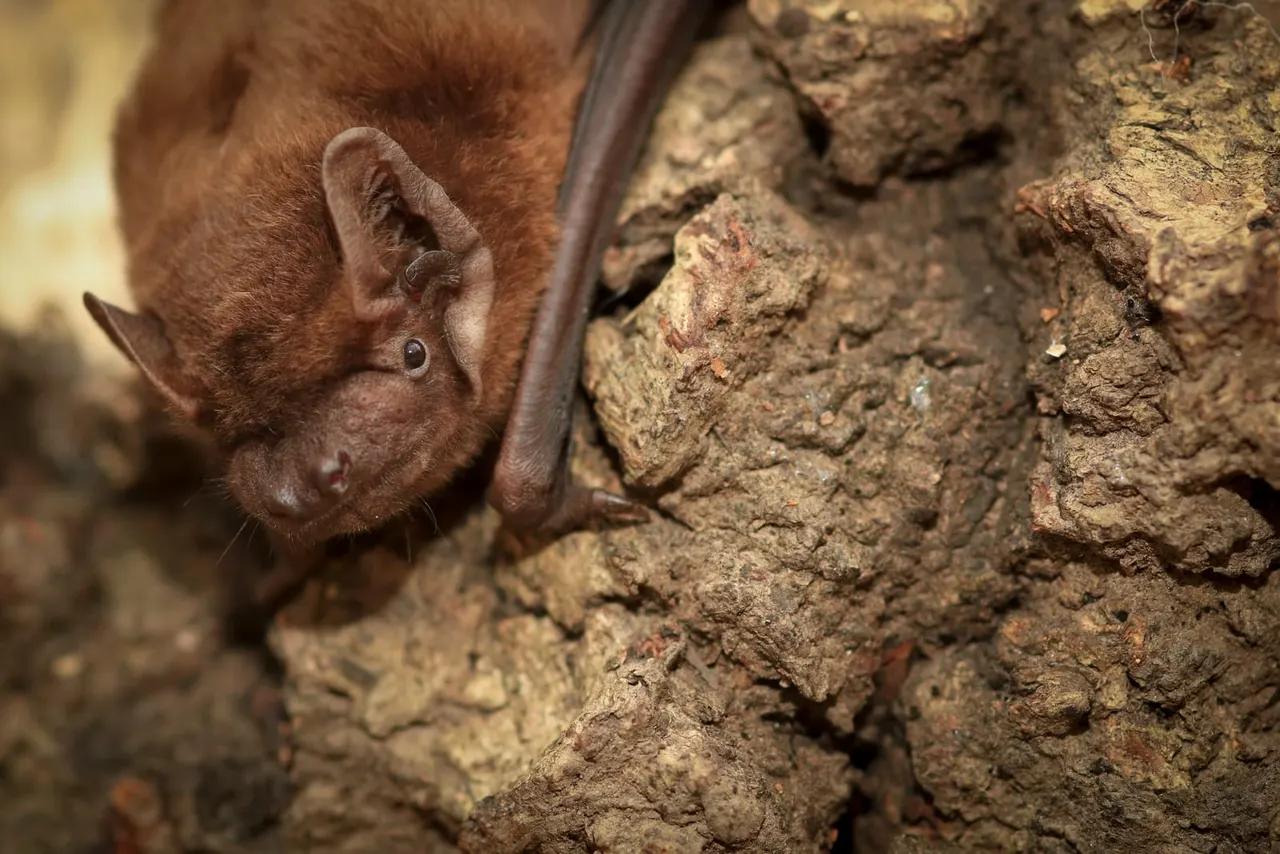 A brown bat with large ears clinging to a rough earthen surface.