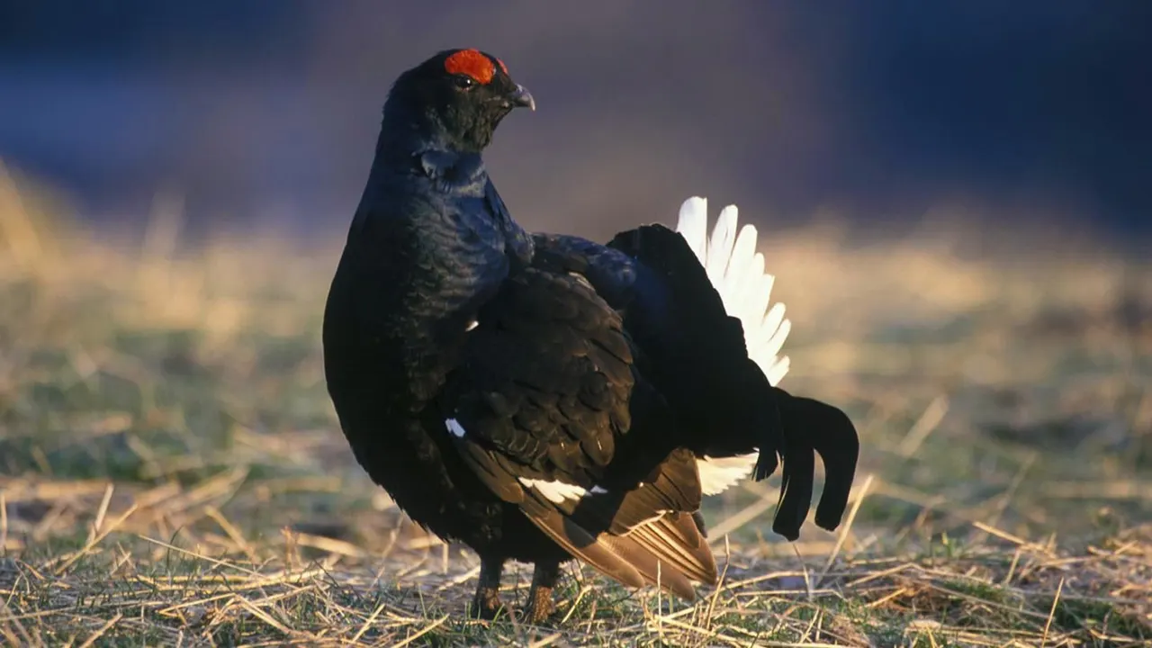 Black grouse with red head markings displaying on moorland ground with white tail feathers raised.