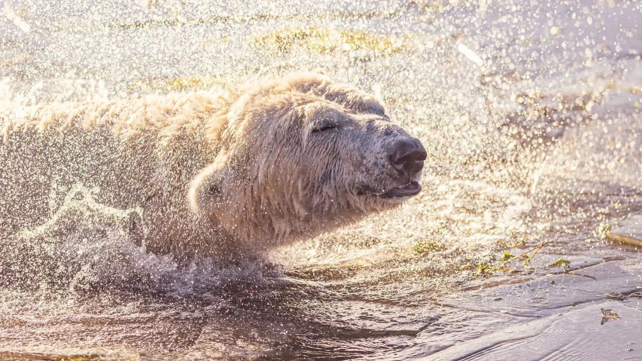 Capybara swimming in shallow water with waves splashing around it.