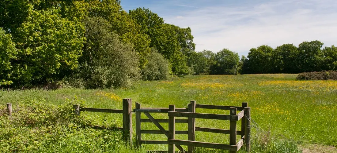 Wooden farm gate opening onto a sunlit meadow with yellow wildflowers, bordered by mature trees under blue sky.