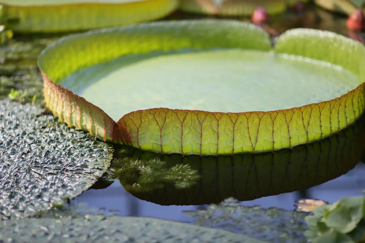 Giant water lily pads with upturned rims floating on still water in a pond.