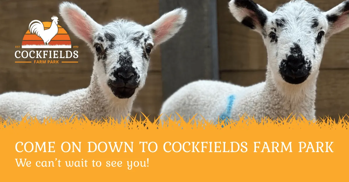 Cockfields Farm Park