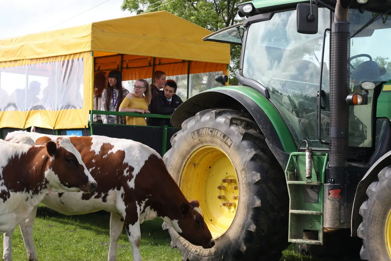 School visit trailer ride with cows in the field
