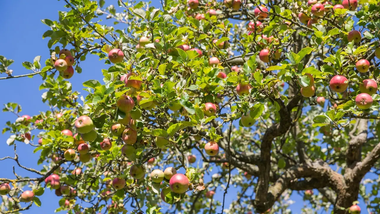 Ripe and ripening apples hanging from branches of an orchard tree against a clear blue sky.