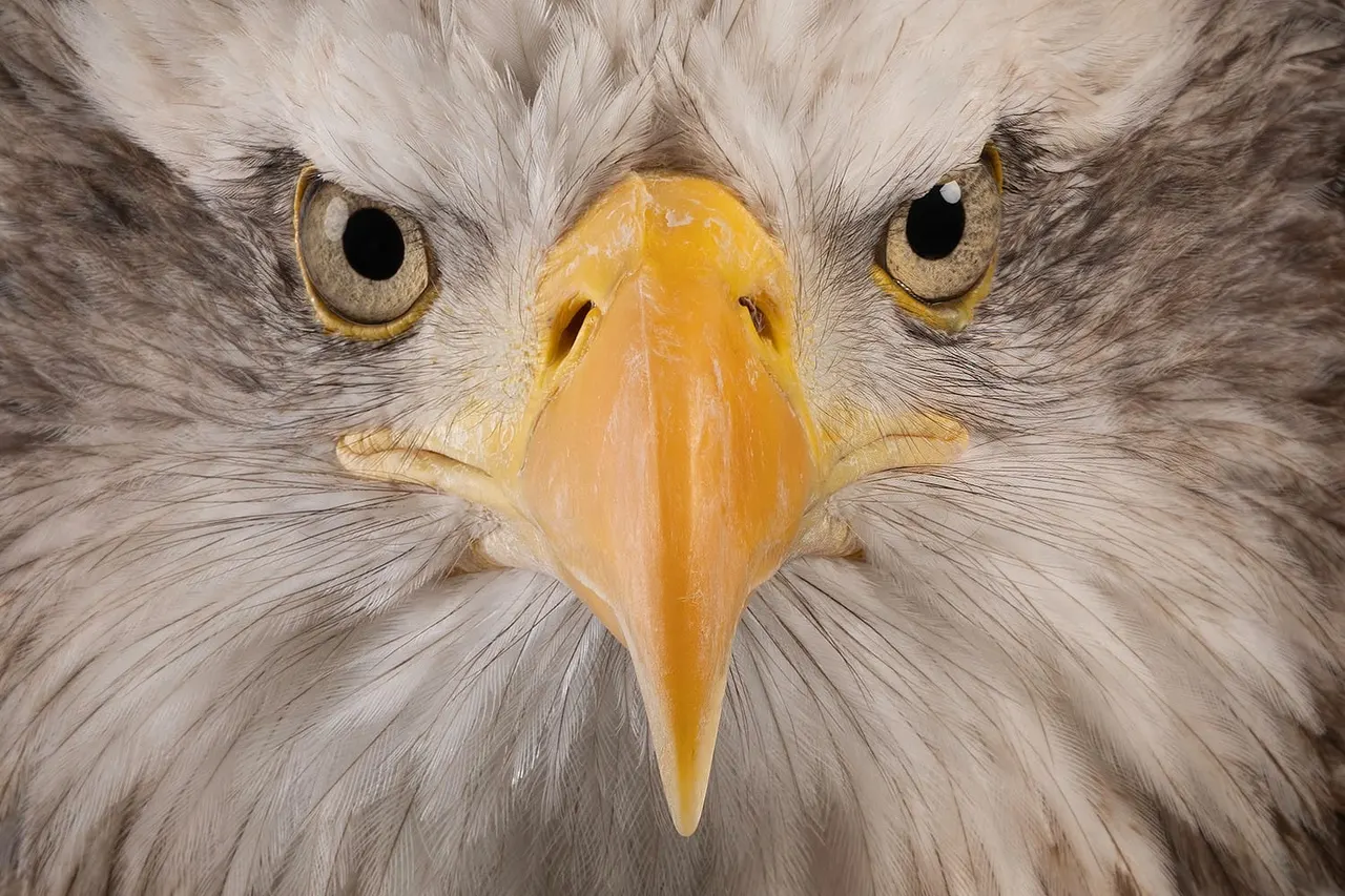 Close-up portrait of a large bird of prey with white plumage, yellow beak and intense stare.