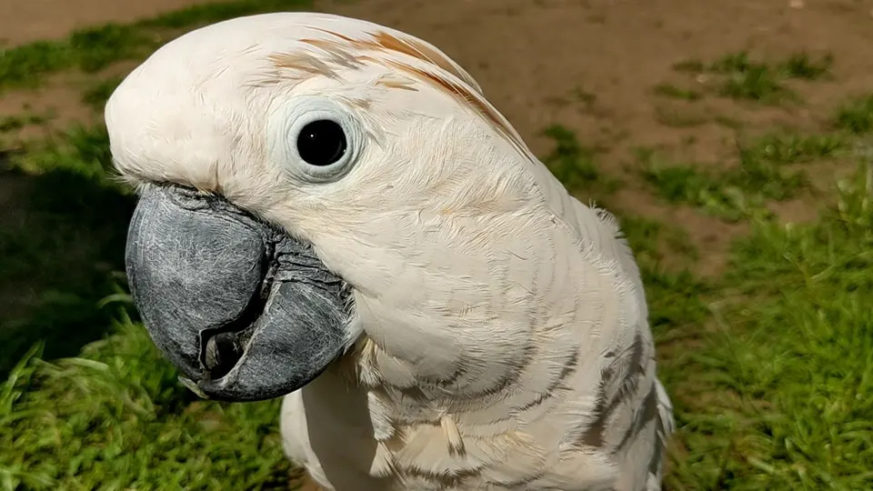 Close-up of a white cockatoo with dark beak on grass.