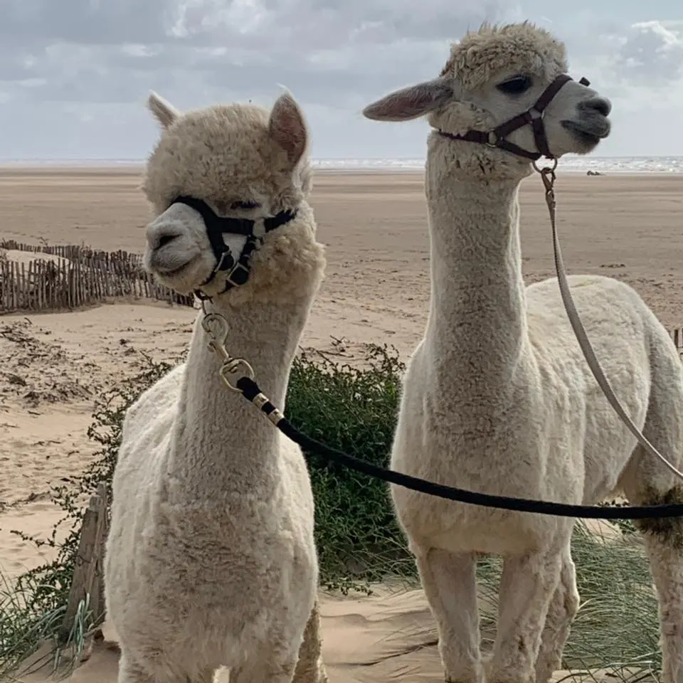 Two white alpacas on leads standing on a sandy beach with sea in the background.