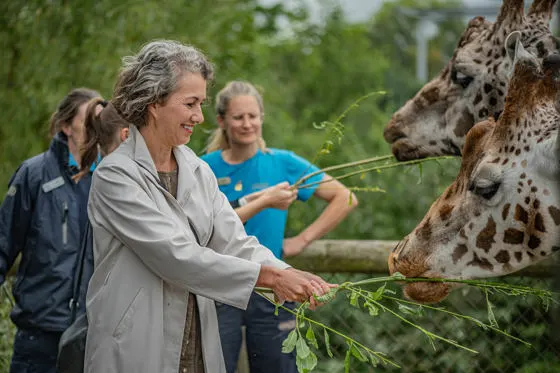 Woman feeding leafy branches to a giraffe while visitors watch nearby.