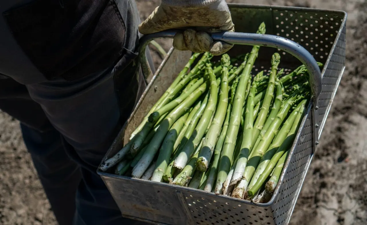 Person holding a metal colander of freshly harvested asparagus spears with soil still attached.