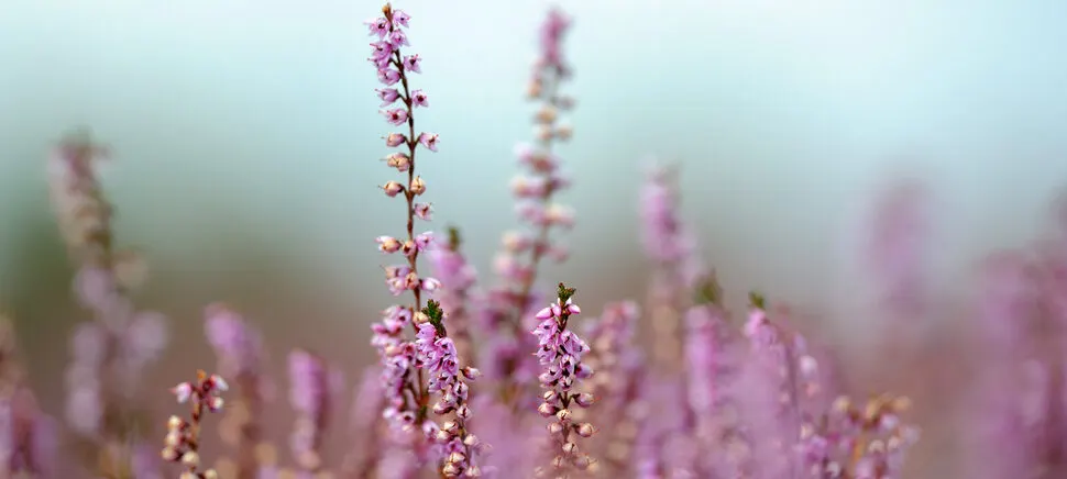 Close-up of purple heather flowers in bloom across a misty moorland landscape.