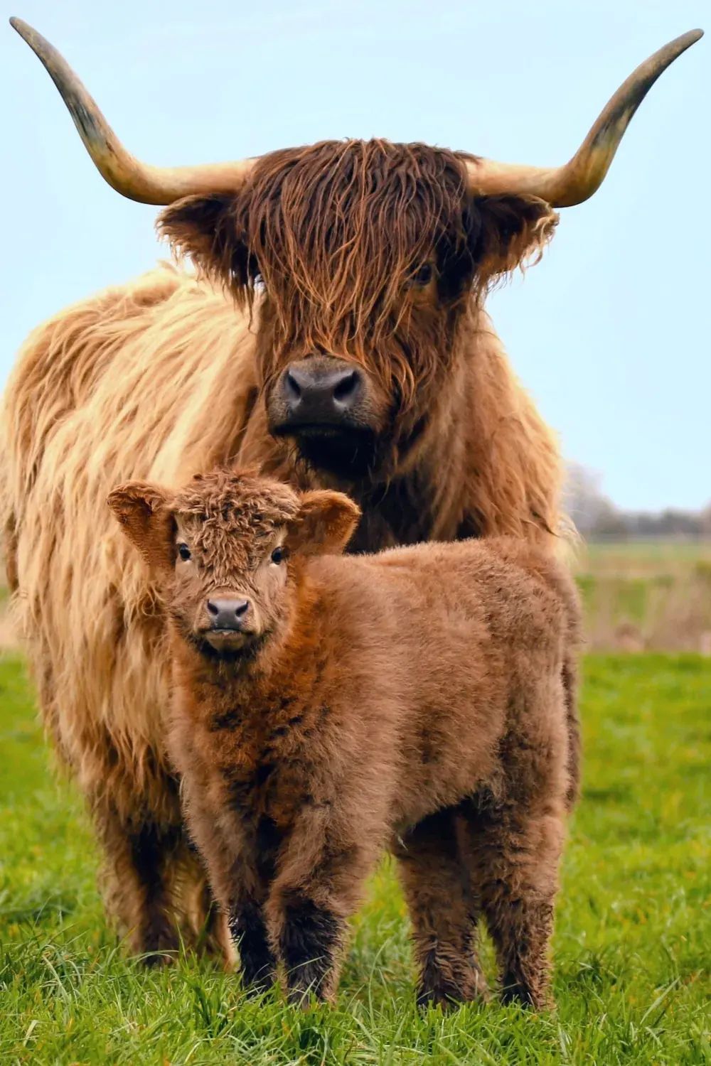 Long-haired highland cattle cow and calf standing in a green pasture against a clear sky.