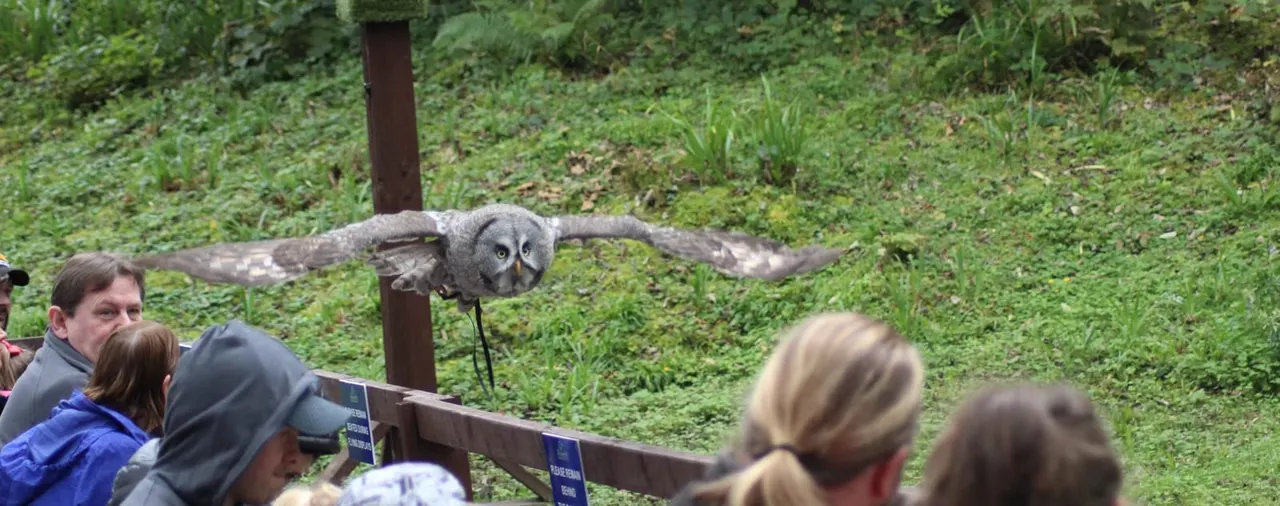 A large owl in flight with wings outstretched above visitors watching from behind a fence.