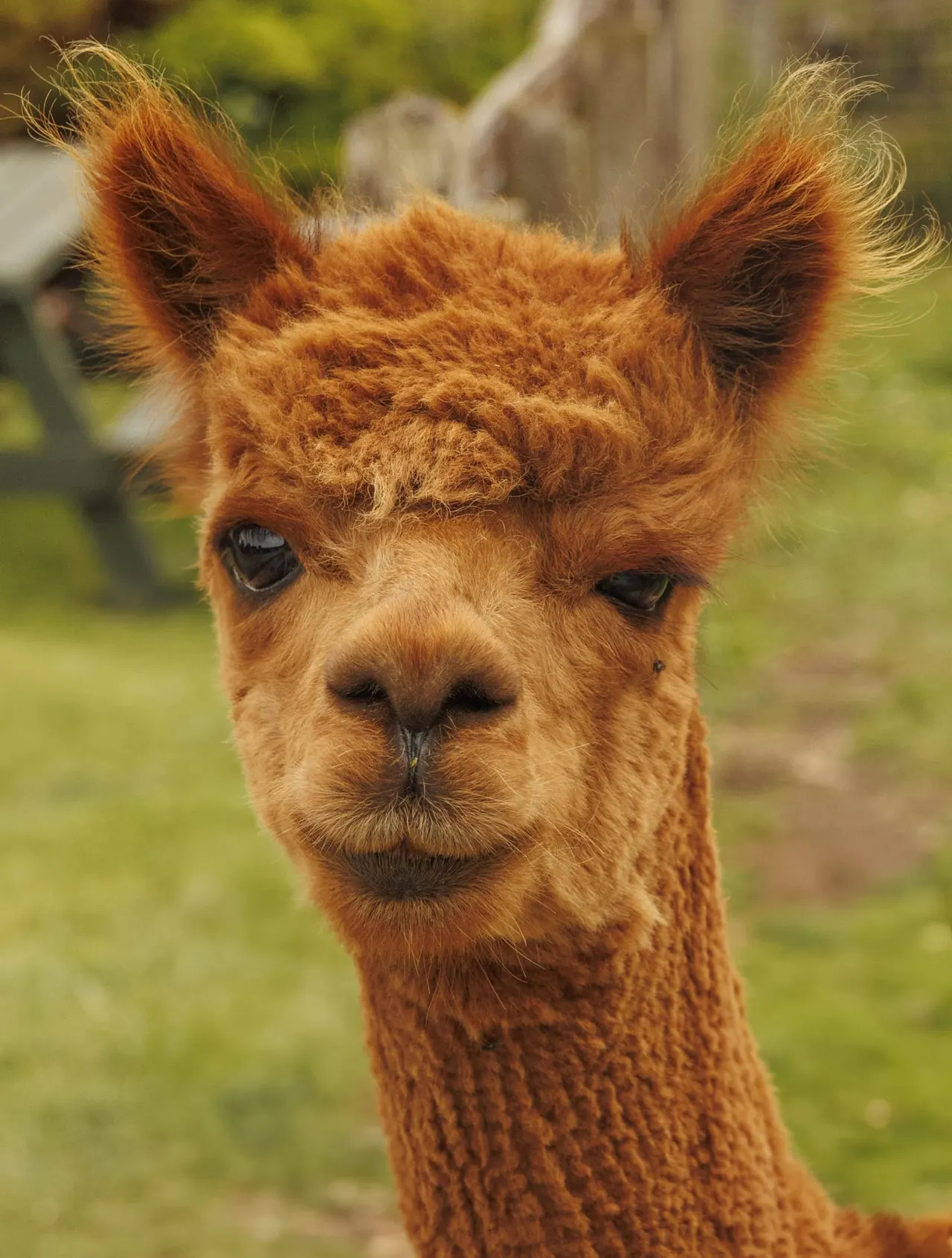 Close-up portrait of a brown alpaca looking at the camera in a grassy paddock.