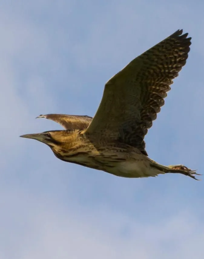 A large wading bird in flight against a clear blue sky.