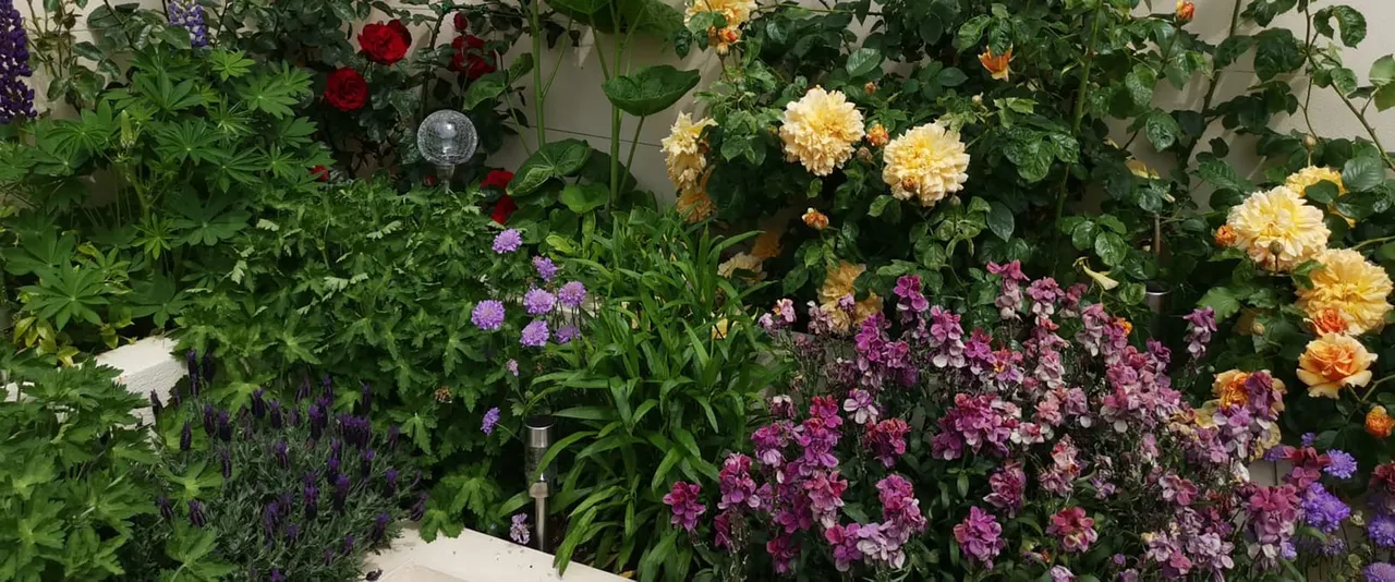 Colourful flowering plants including roses, dahlias and pinks displayed against a white wall in a glasshouse or conservatory setting.