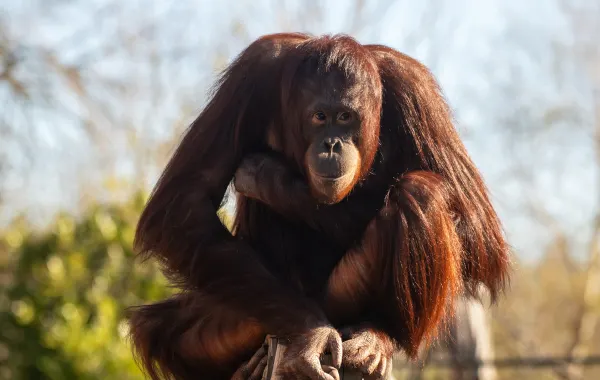 Bornean orangutan at Colchester Zoo