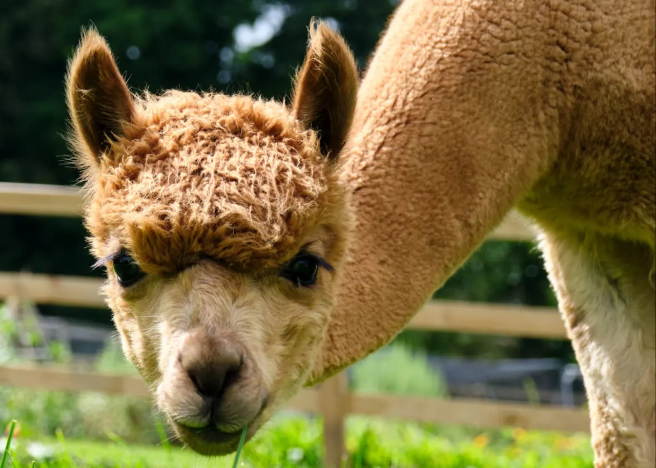 Close-up of a brown and cream alpaca's head as it grazes, with another alpaca visible beside it.