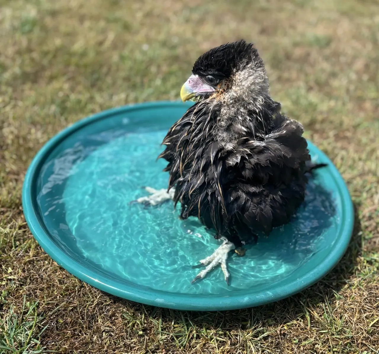 A large bird with black and grey plumage and yellow beak bathing in a shallow turquoise water dish on grass.