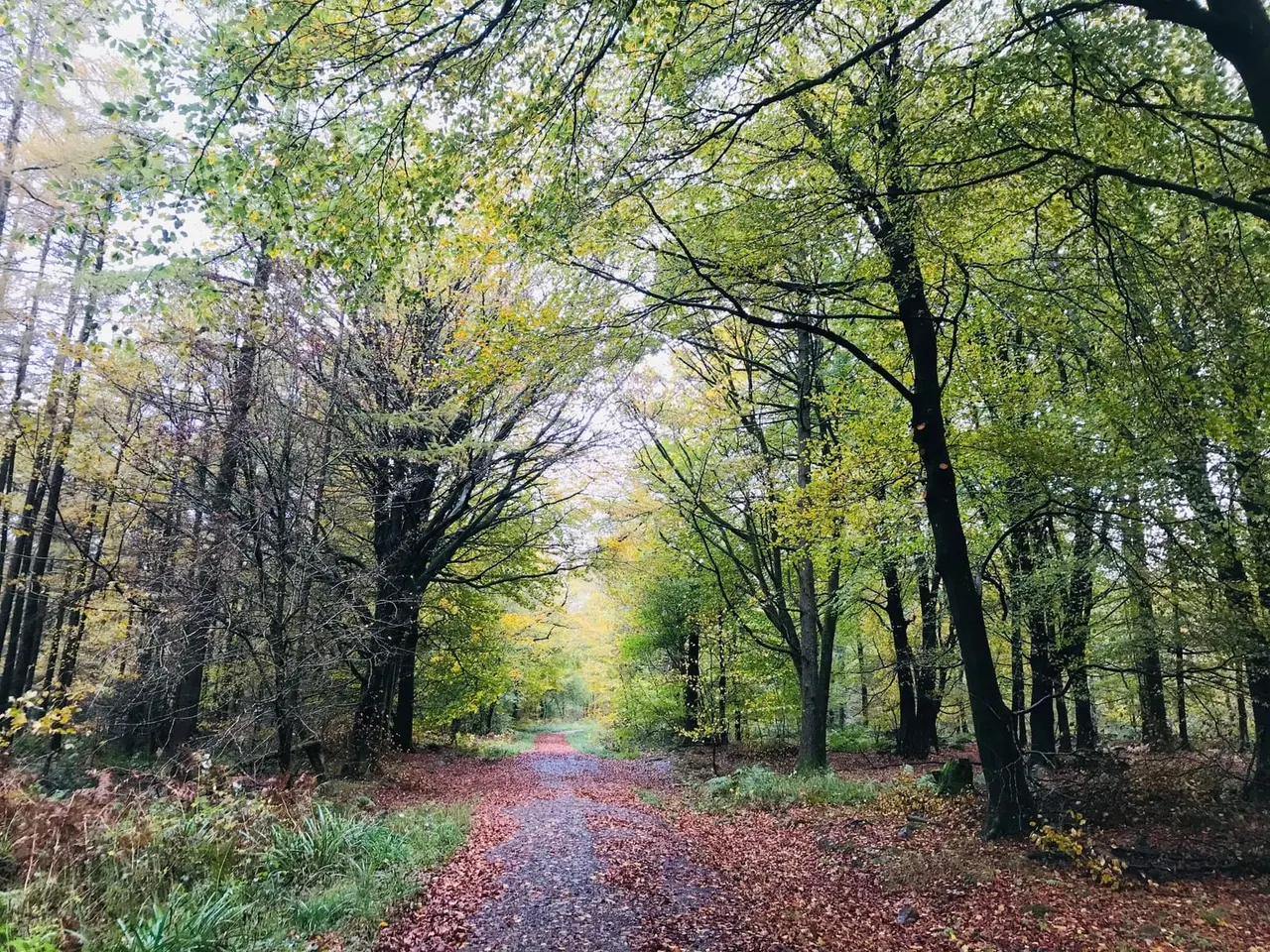 A tree-lined woodland path with autumnal foliage stretching into the distance.