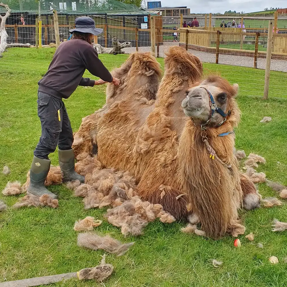 Person petting a camel at a farm park with visitors and enclosures in the background.