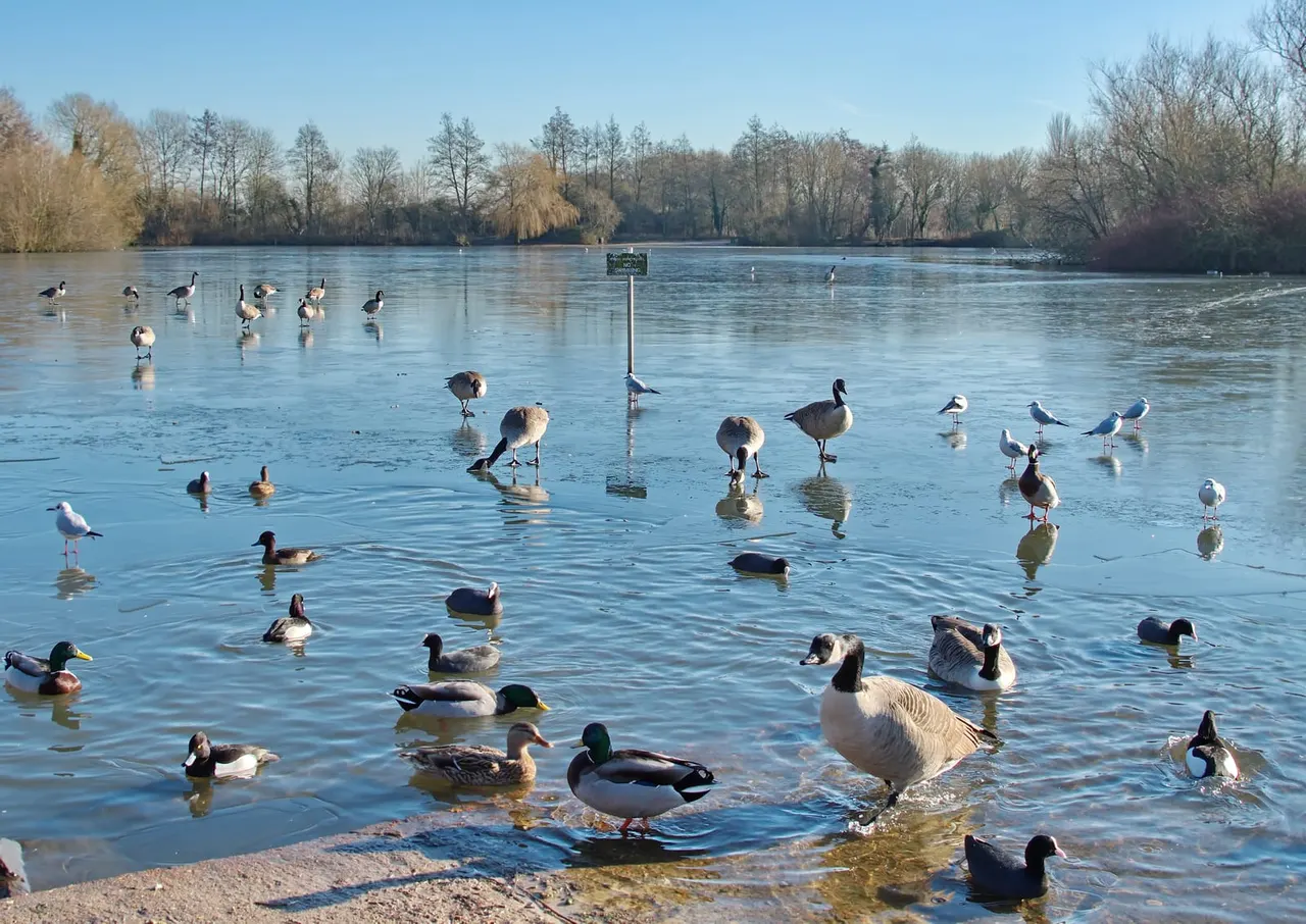 Large flock of waterfowl including geese, ducks and wading birds on a frozen lake with bare trees lining the shore.