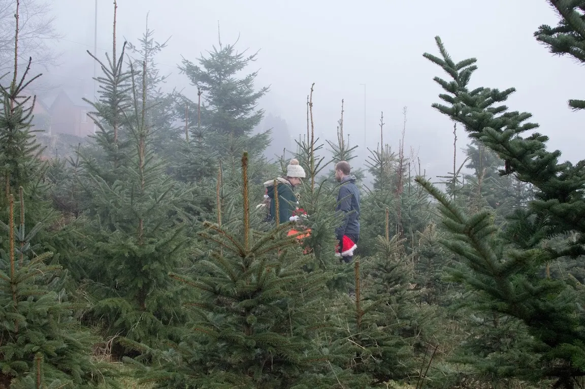 Two visitors walking through rows of young evergreen trees on a misty day at a Christmas tree farm.