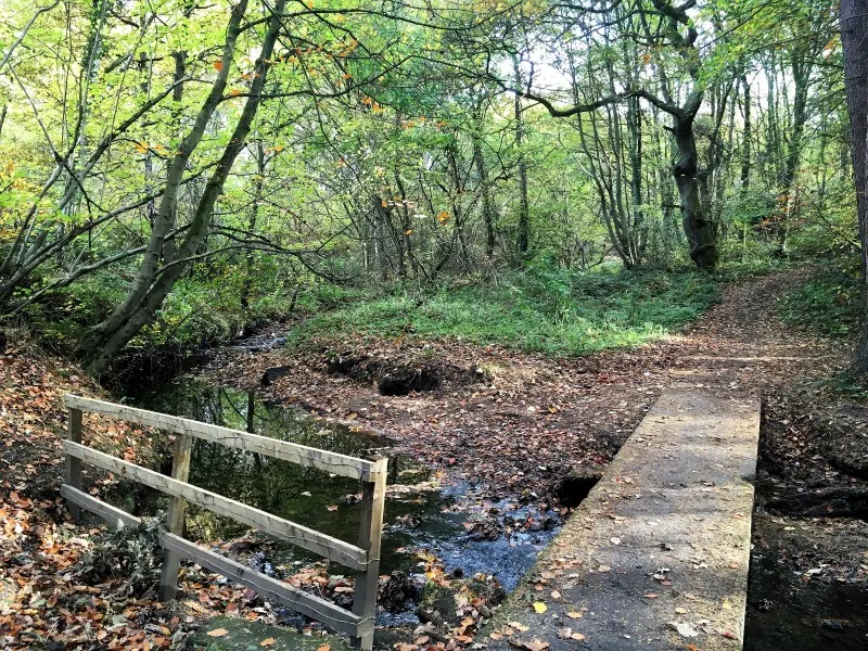 Woodland footpath with wooden fence and small stream running through dense forest.