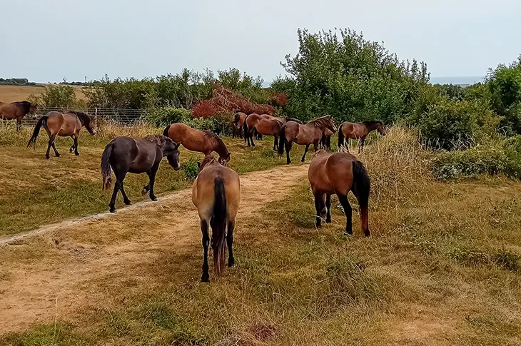 A herd of horses grazing and walking across a rural field with trees and shrubs in the background.