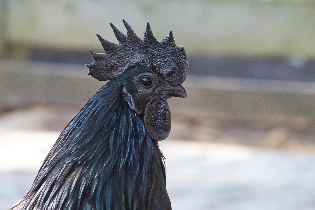 Close-up of a rooster's head with dark plumage and distinctive comb against a blurred farmyard background.