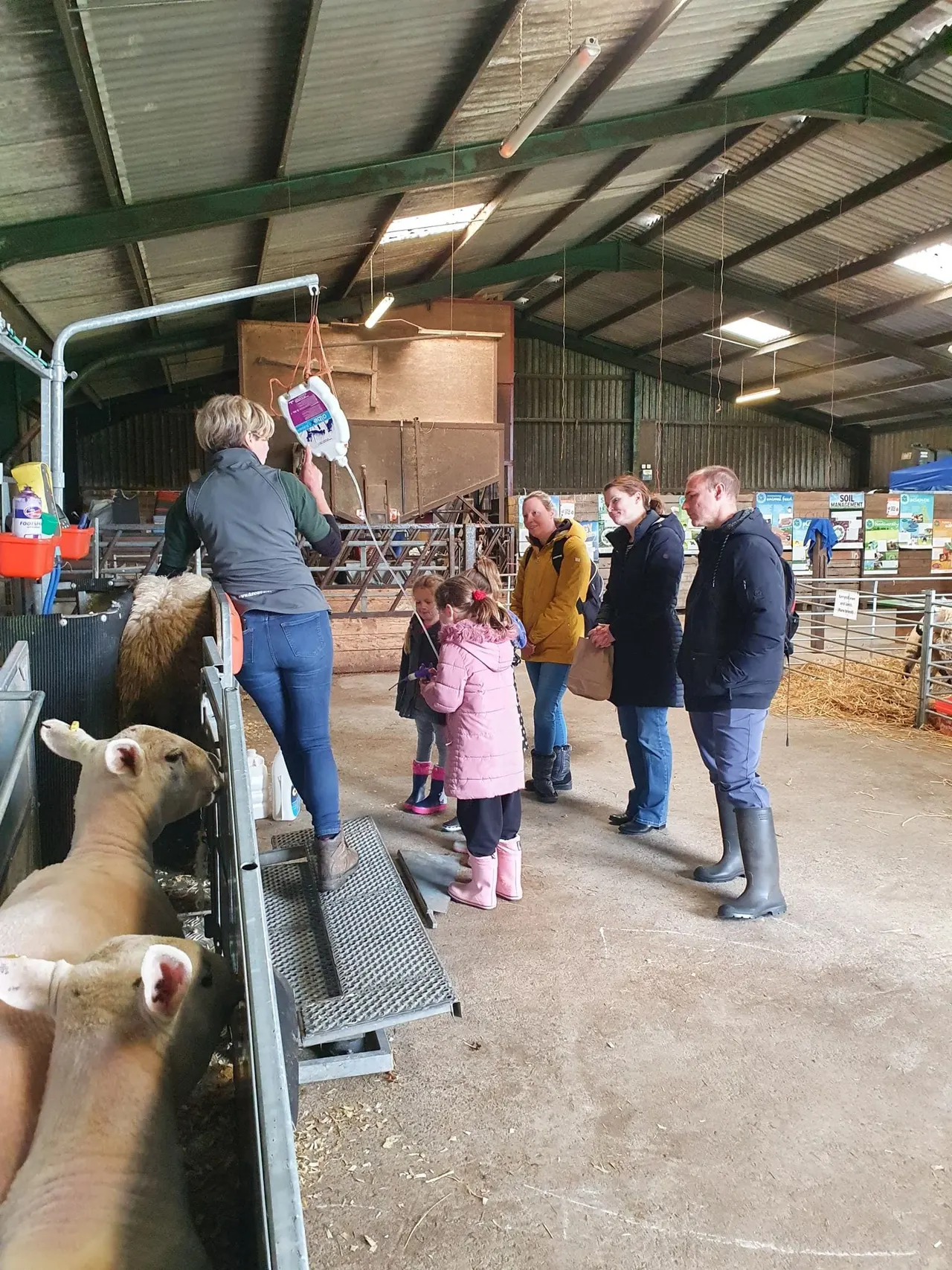 Farm animals in pen whilst visitors including children watch an educational demonstration in a barn.