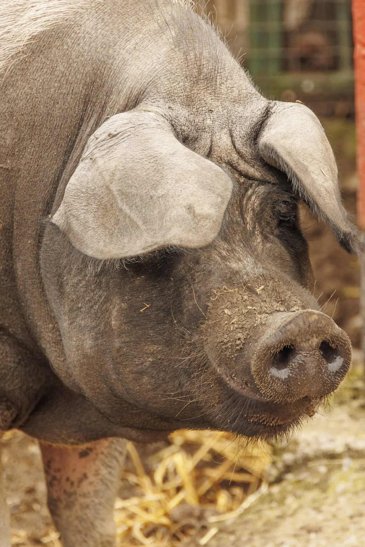 Close-up of a pig's head and snout with mud on its face in a farm enclosure.